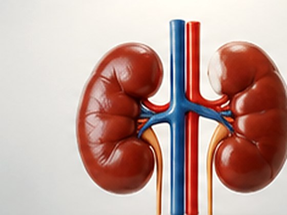 An anatomical model of the kidneys