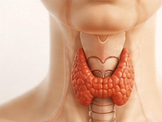 An illustration of the thyroid gland in the neck
